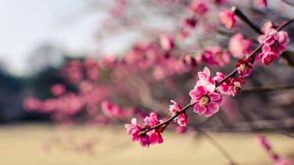 攀枝花旅游攻略自助游